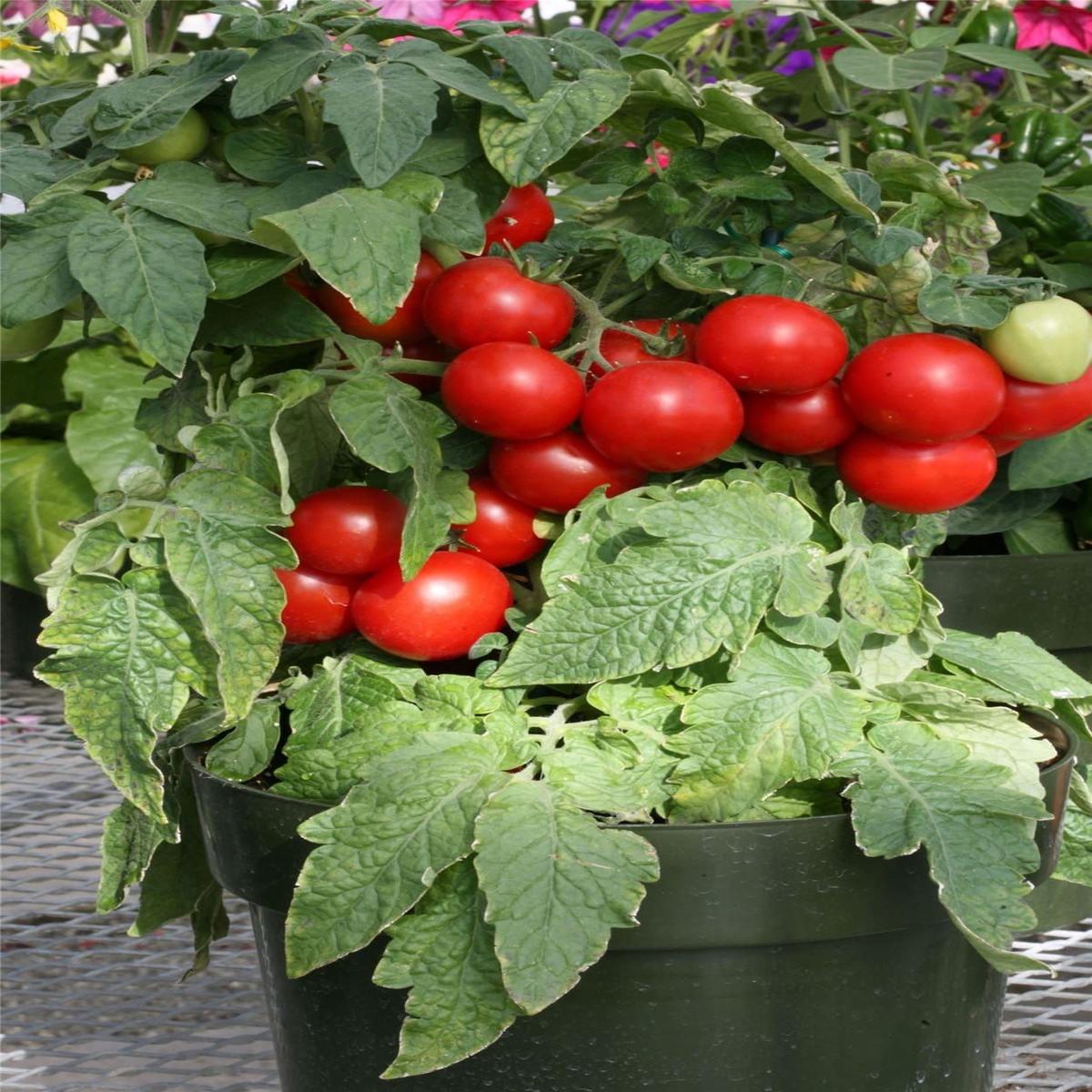 Tomato Totem F1 Hybrid Seeds