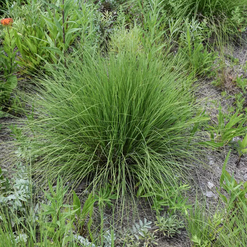 Undaunted Muhly Grass (Muhlenbergia) - 3 Gallon Pot