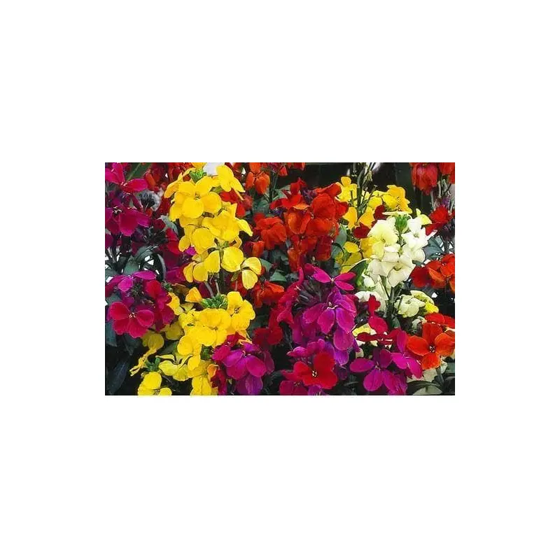 Wallflower Harlequin Mix Seeds