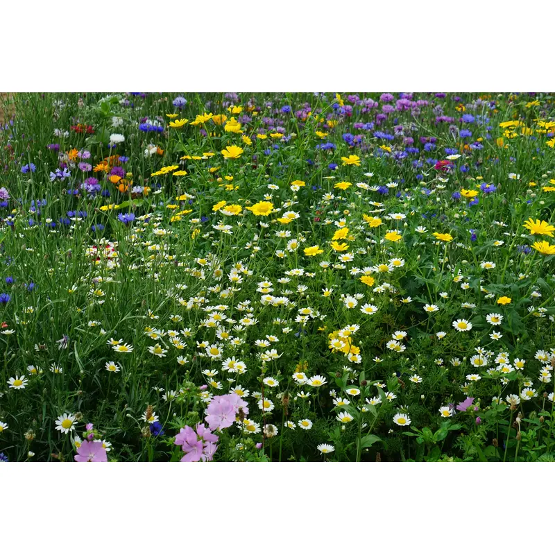 Wild Flower Special Cornfield Flower Annual Mix Seeds