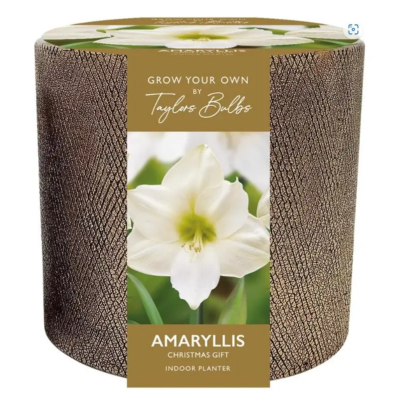 Amaryllis Bulb Christmas Gift in Ceramic Planter