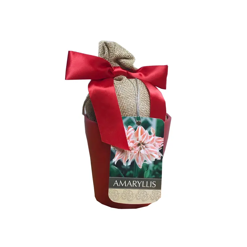 Amaryllis Dancing Queen
