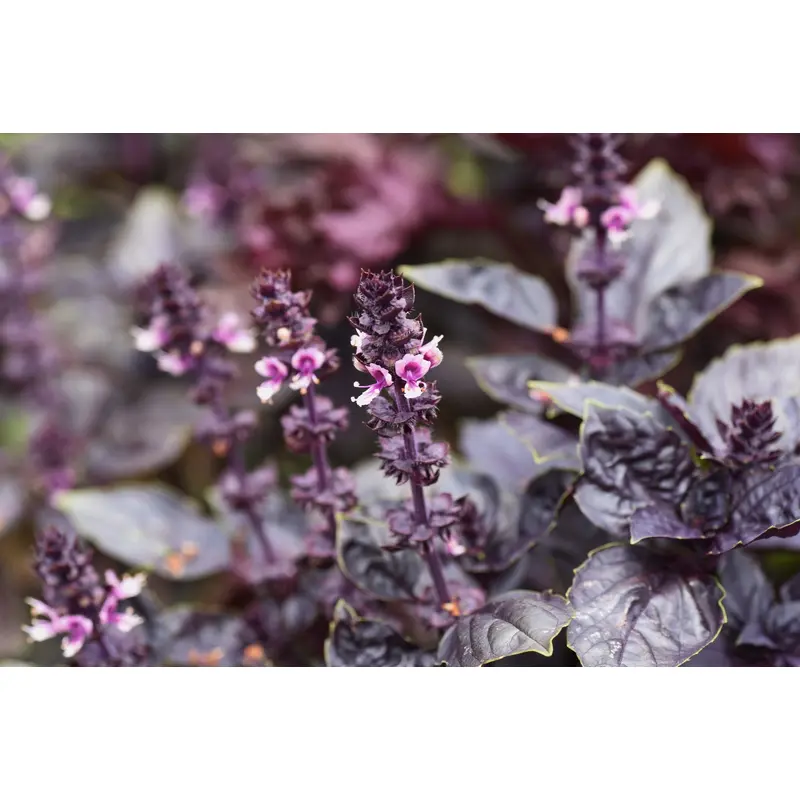 Basil Dark Opal Seeds
