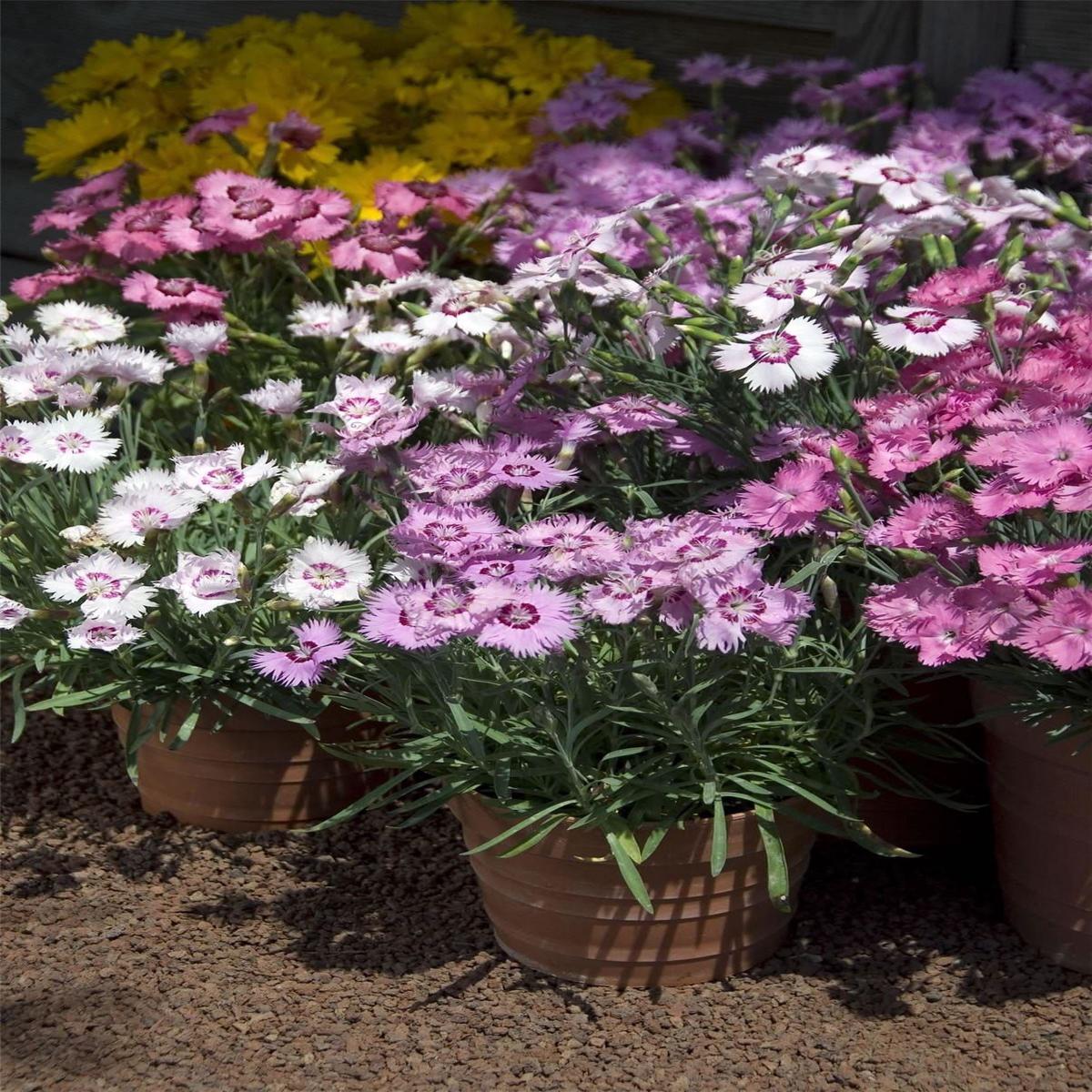 Dianthus Plumaris Sweetness Mixed Seeds