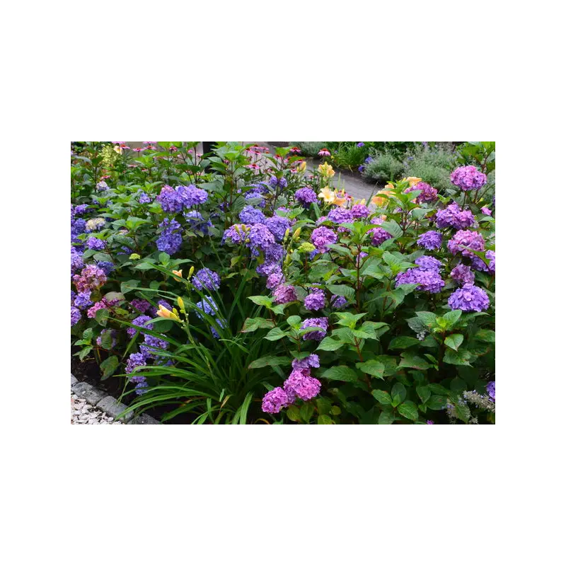 Endless Summer BloomStruck Reblooming Hydrangea