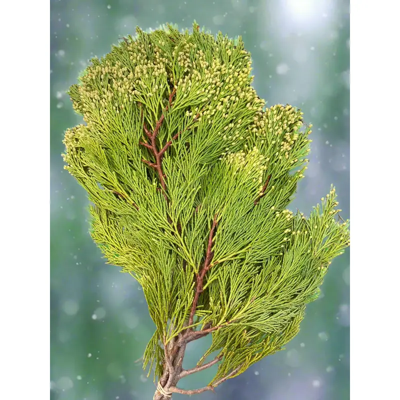 Incense Cedar Bough