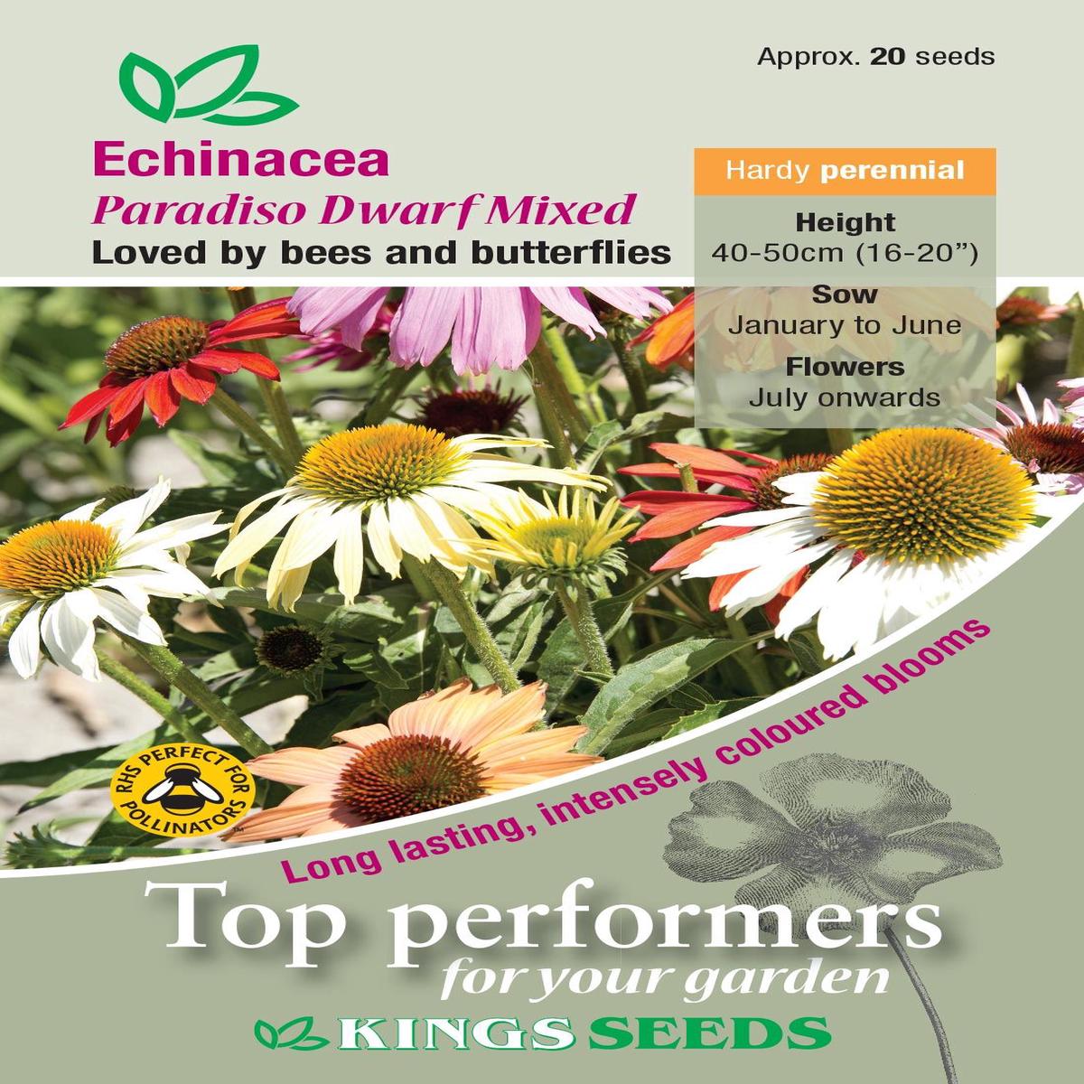 Kings Seeds Echinanea Paradiso Dwarf Mixed Seeds