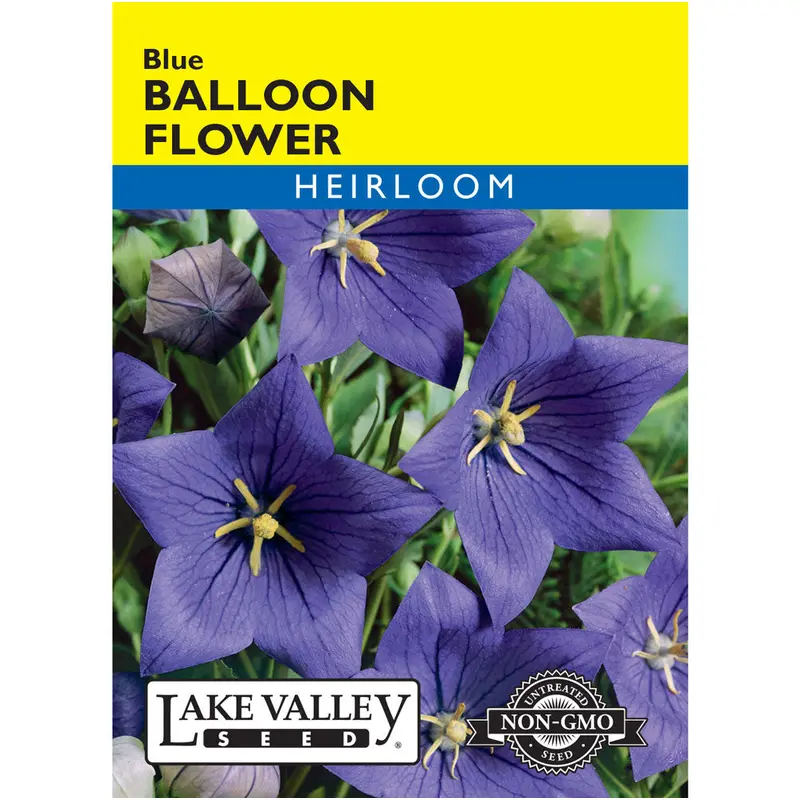 Lake Valley, Balloon Flower Blue