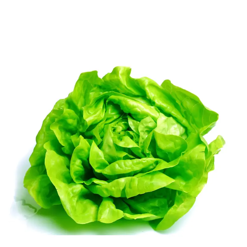 Lettuce Buttercrunch Seeds