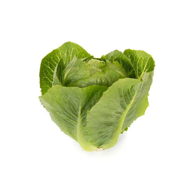Lettuce Cos Tendita RZ (41-655) Seeds