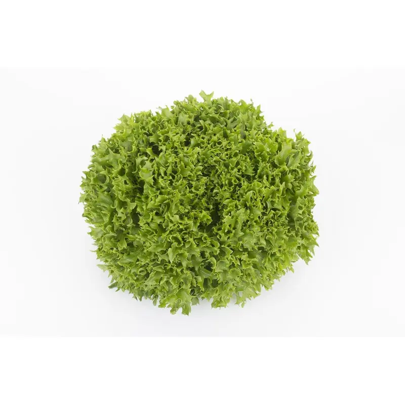 Lettuce Incised Leaf Salanova Expertise RZ (79-27)