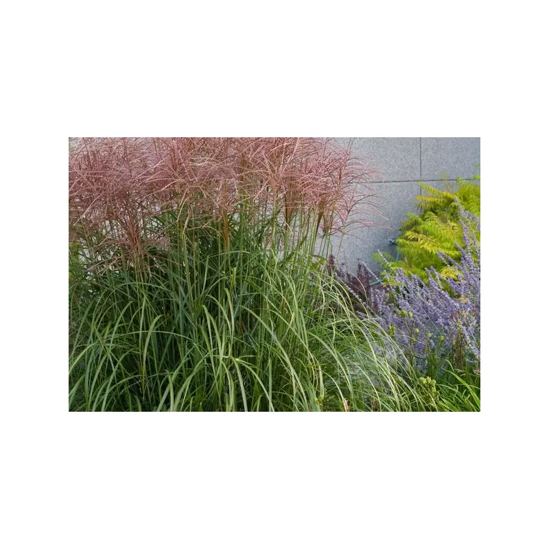 Miscanthus sinensis - Red-Silver Japanese Silver Grass