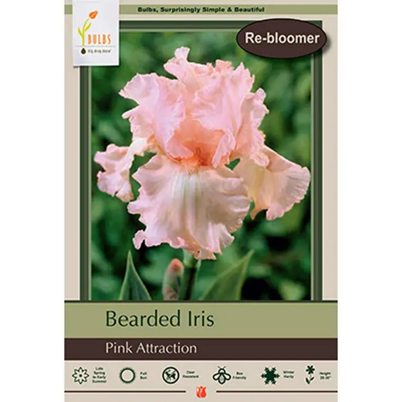 Netherland Bulb, Iris, Pink Attraction #1