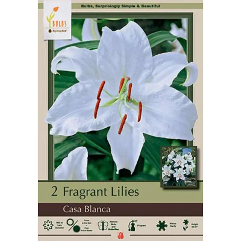 Netherland Bulb, Lilium, Casa Blanca