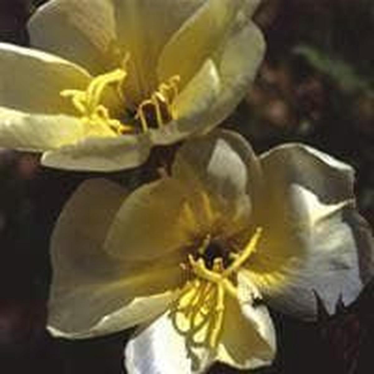 Oenothera Evening Primrose Apricot Delight Seeds