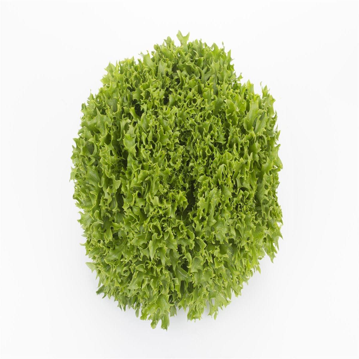Organic Lettuce Incised Leaf Salanova Expertise RZ (79-27) Seeds