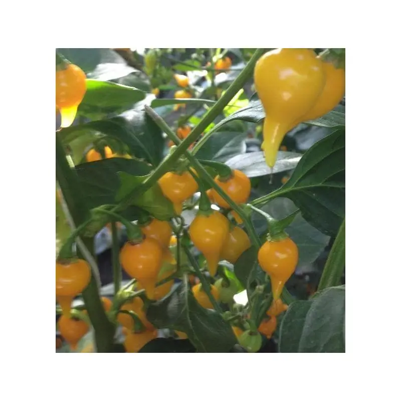 Pepper (Chilli) Biquinho Yellow Seeds