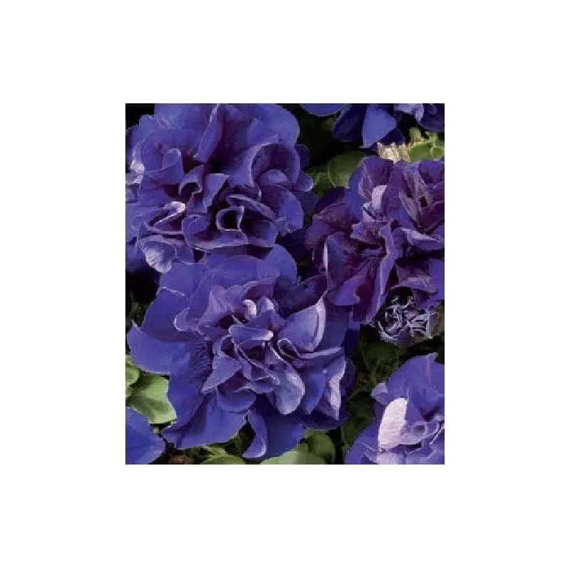 Petunia Double Pirouette Blue Seeds