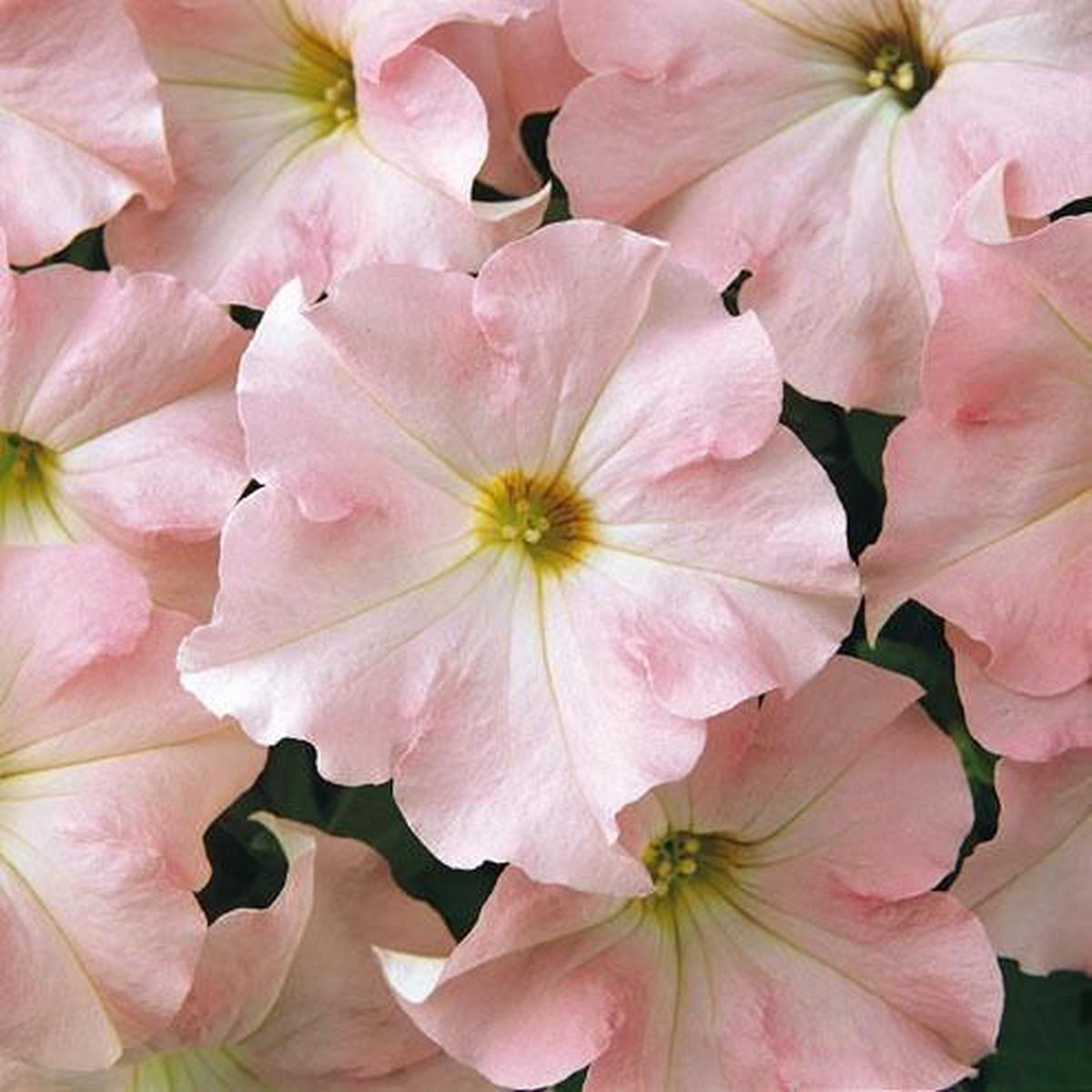 Petunia Express Appleblossom F1 Hybrid Seeds