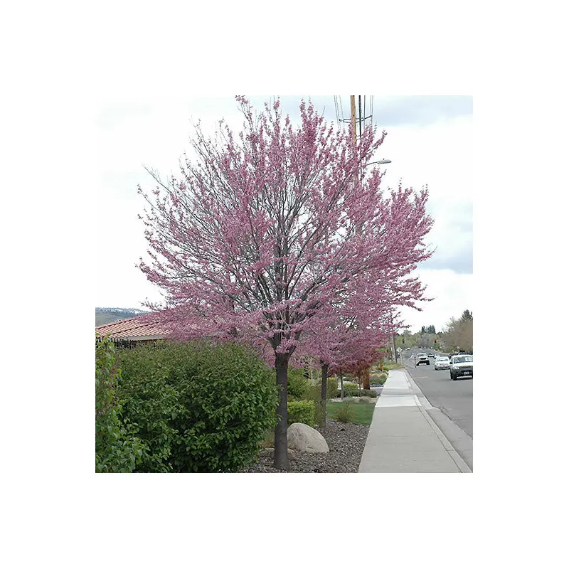 Redbud Tree, Eastern, B&B 10 ft.