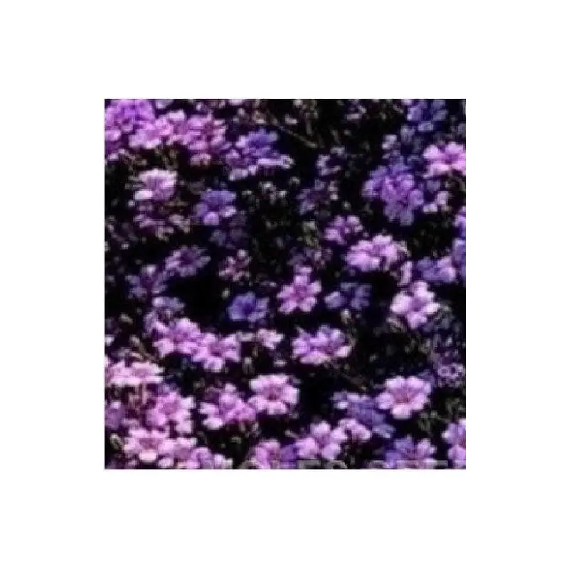 Saponaria ocymoides - Soapwort Seeds