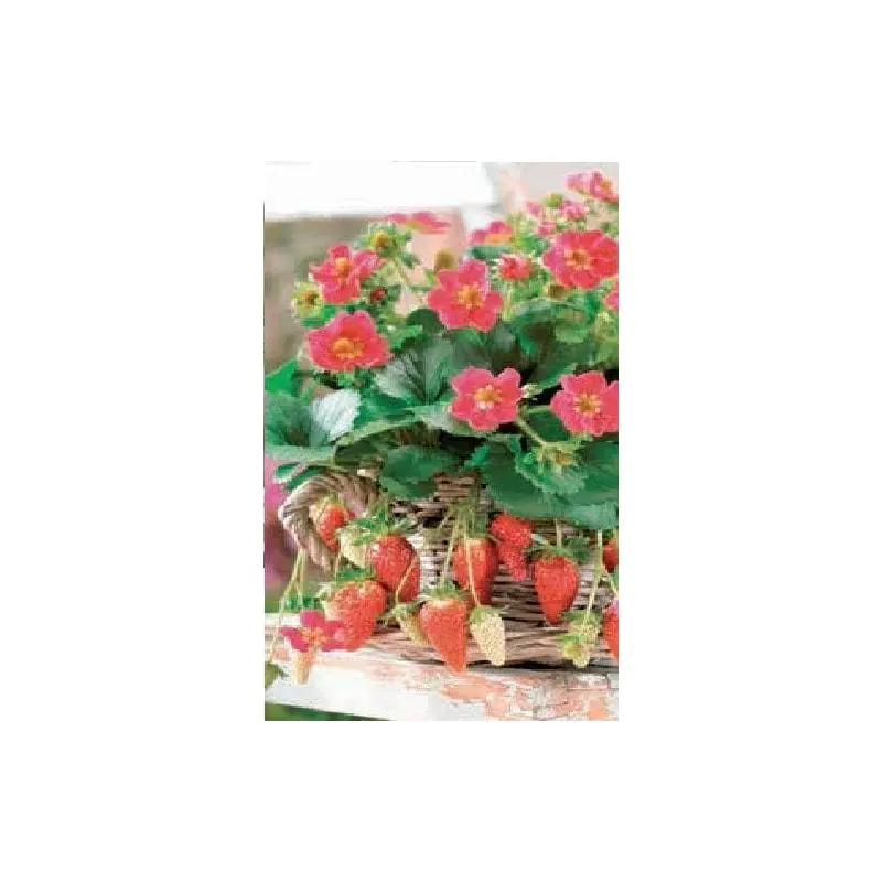 Strawberry Tristan Seeds