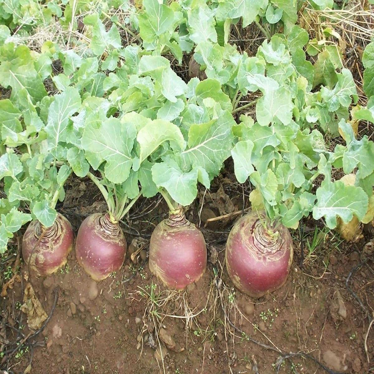 Swede Gowrie Seeds