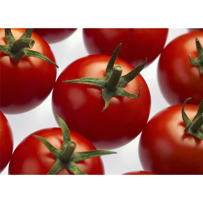 Tomato Cheramy RZ F1 Hybrid (72 - 122) GSPP Seeds