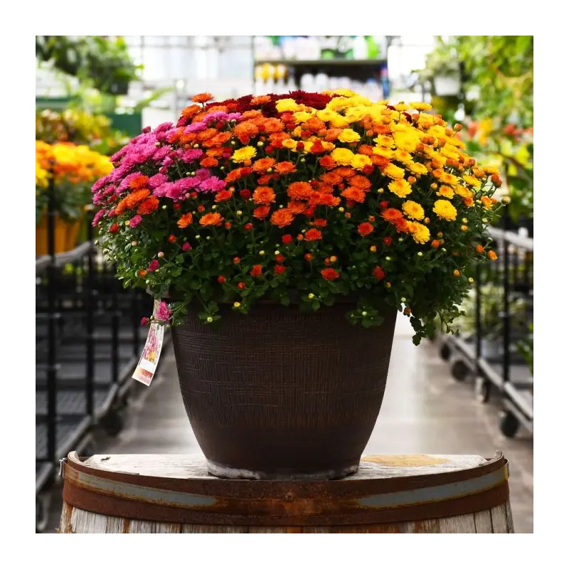 13" Tricolor Mum Mix - "Gigi"