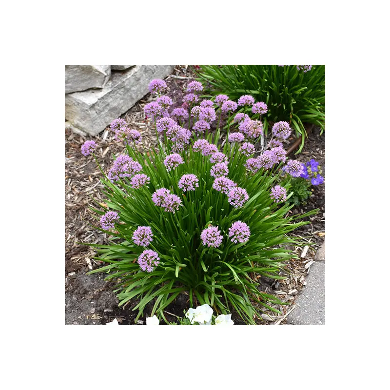 Allium, Summer Beauty Ornamental Chives Perennial, 1 Gallon Container