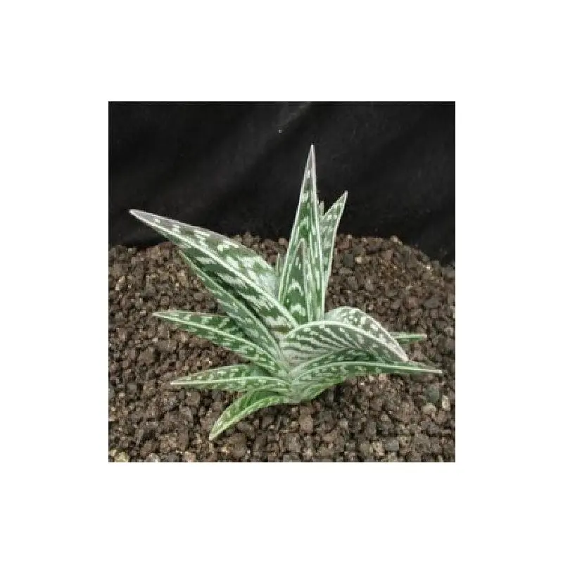 Aloe Variegata Tiger Aloe Seeds