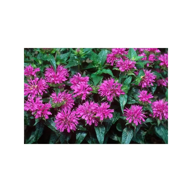 Beebalm - Grand Parade