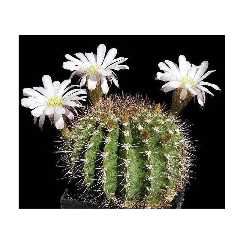 Cactus Acanthocalycium Klimpelianum Seeds