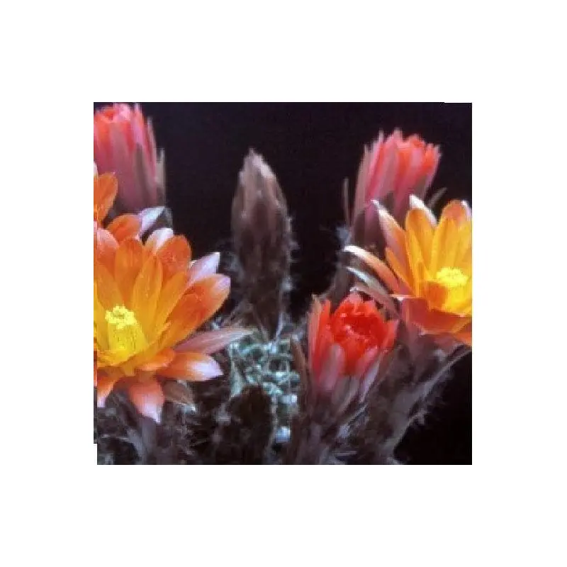 Cactus Lobivia corbula Seeds