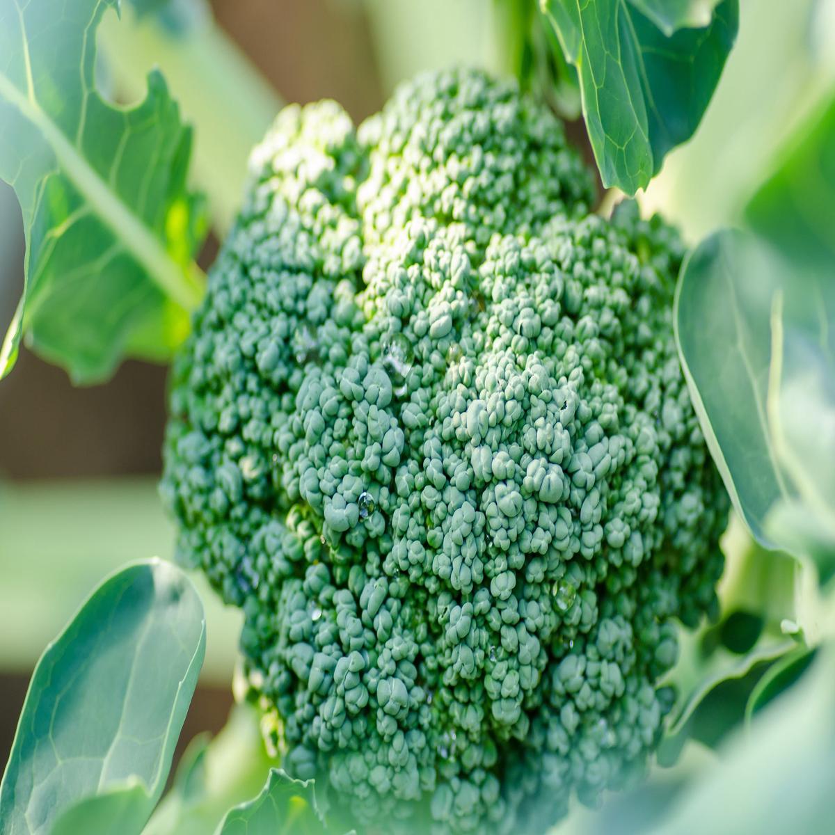 Calabrese De Cicco Seeds