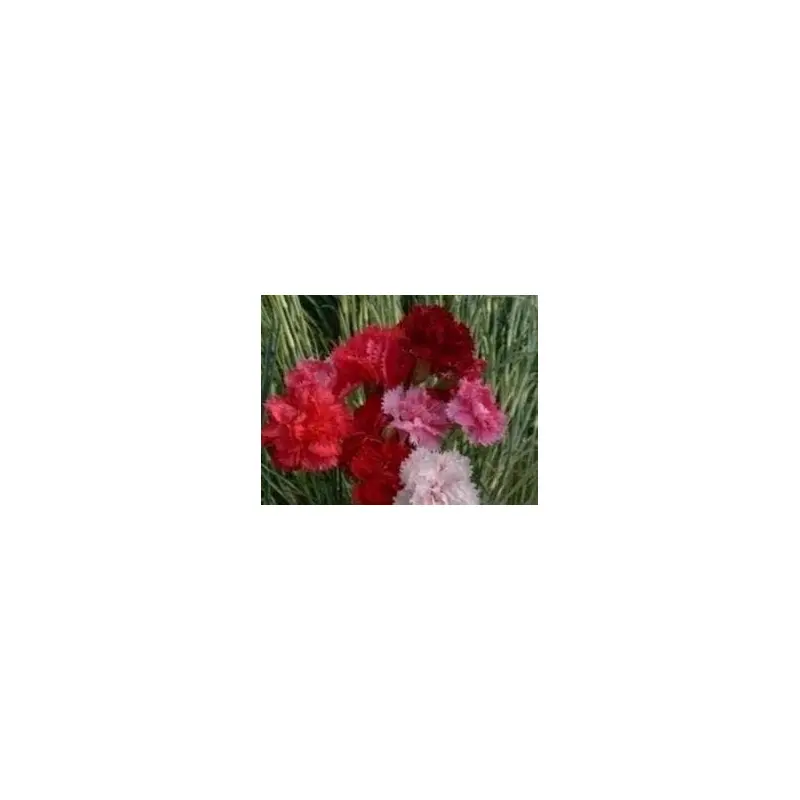 Carnation Hardy Border Mixed Seeds