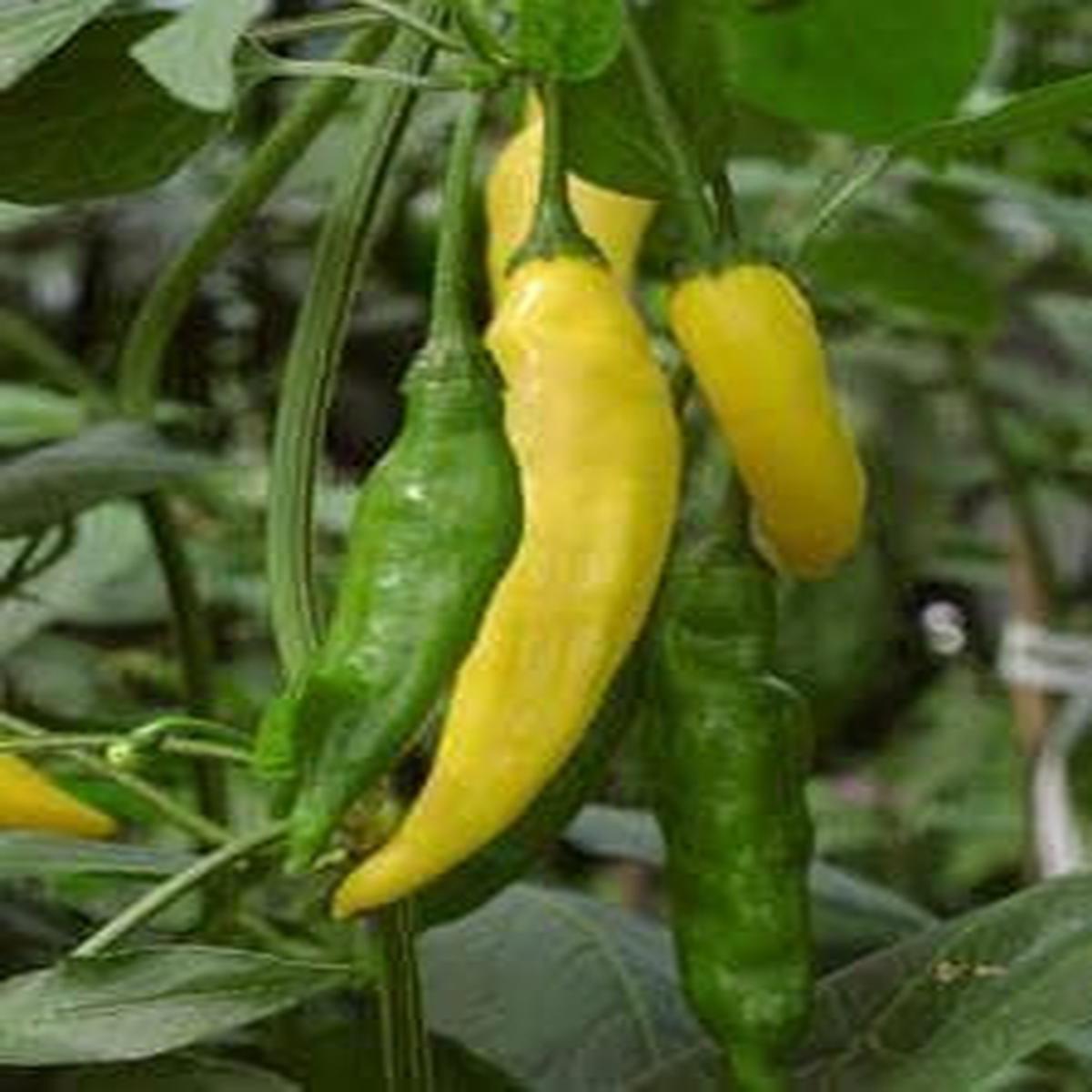 Chilli Pepper Hot Lemon Seeds