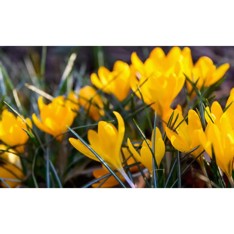 Crocus Bulbs - Large Spring Flowering Bulbs - Golden Yellow