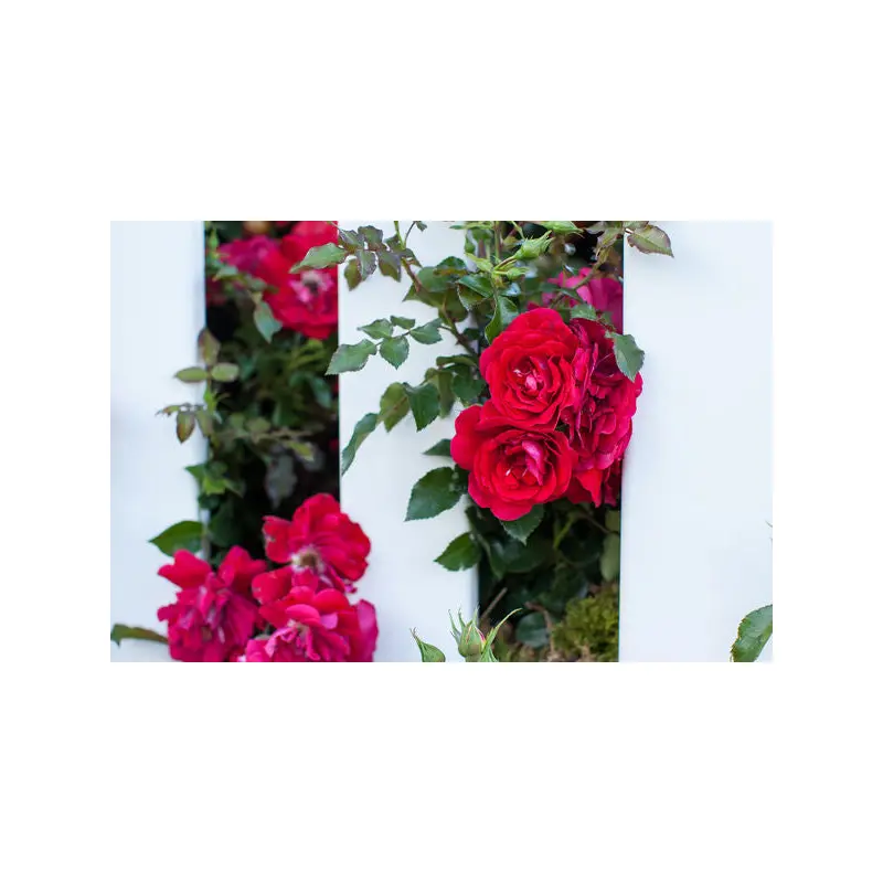 Easy Elegance Paint the Town Rose