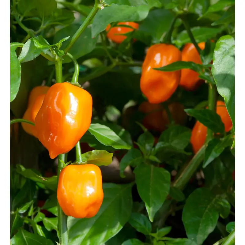 Kings Seeds Chilli Pepper Habanero Orange 50 Seeds