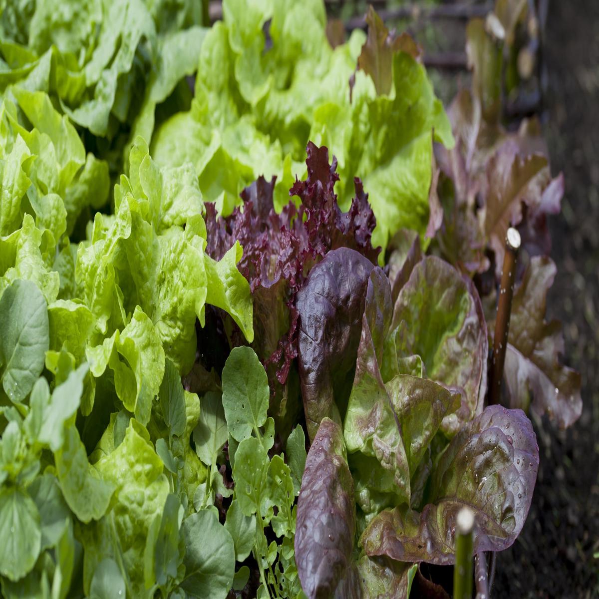 Kings Seeds Lettuce Mixed 1200 Seeds