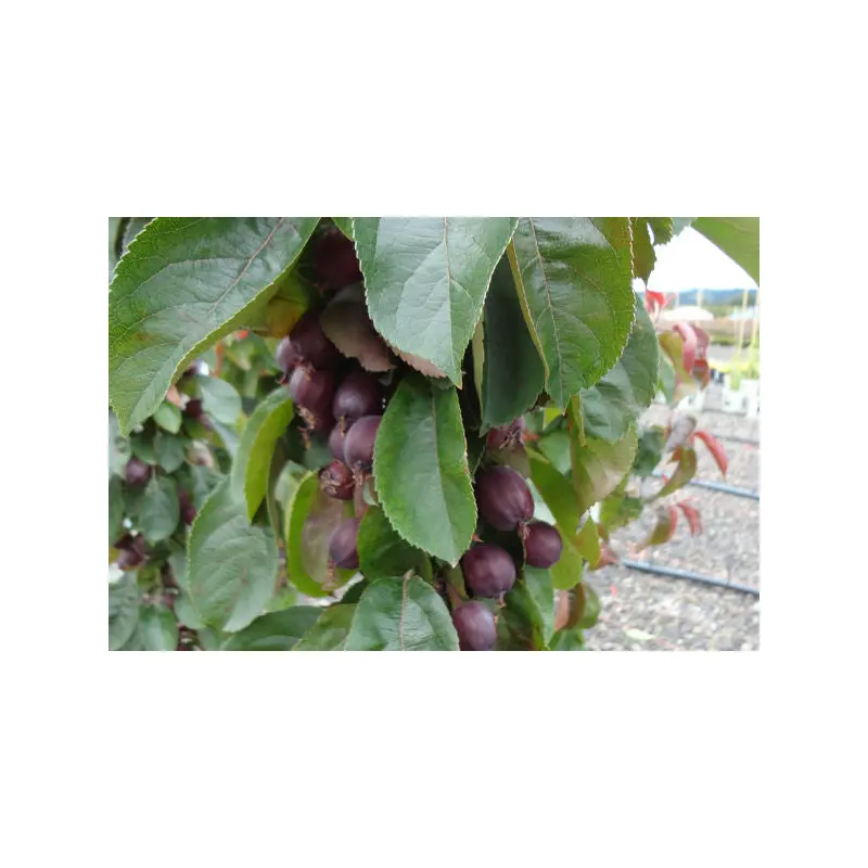 Malus- Red Splendor Crabapple- 7 Gallon