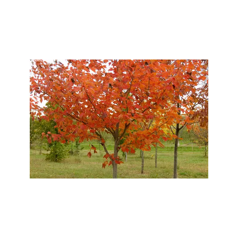 Maple- Northwood Maple #10