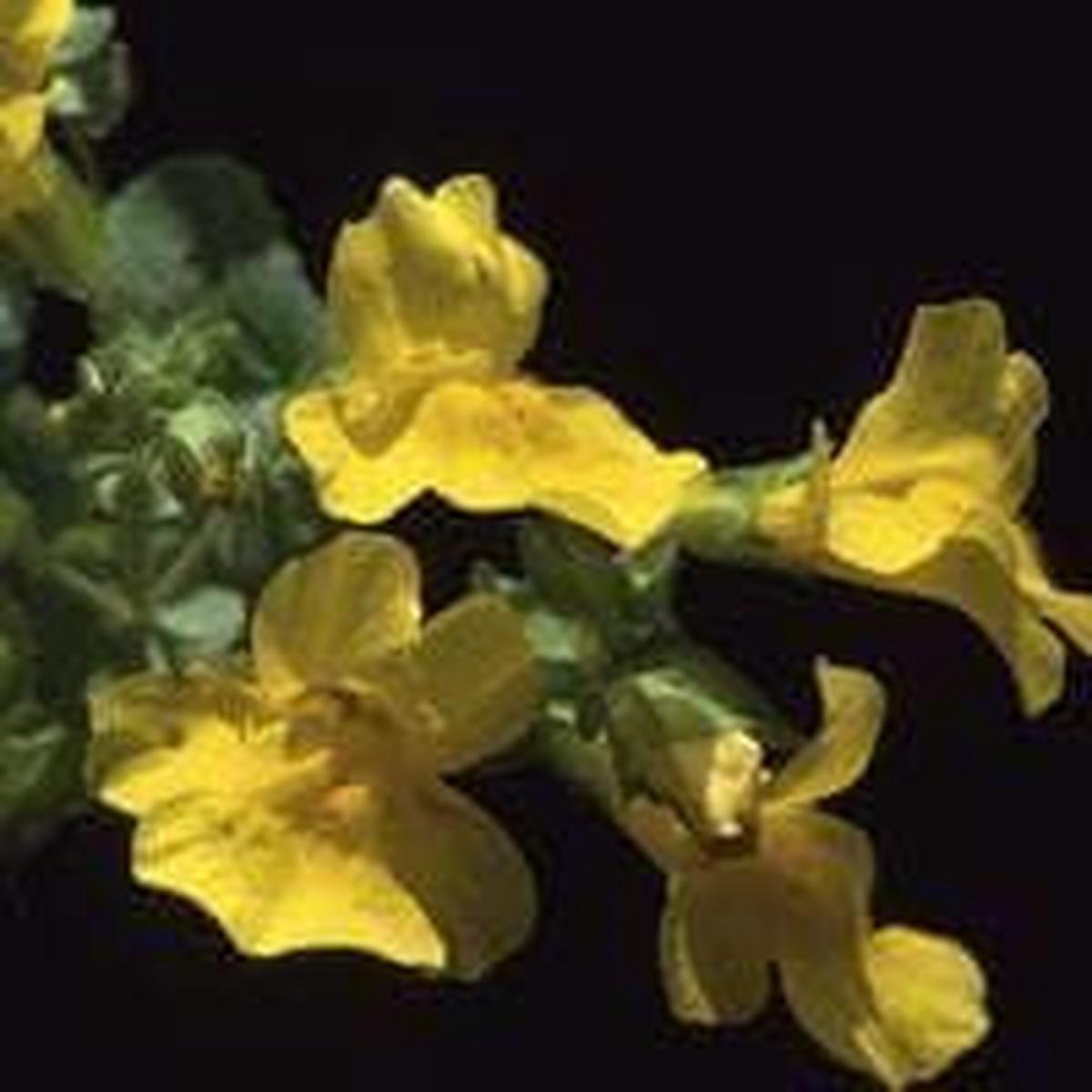 Mimulus guttatus Seeds