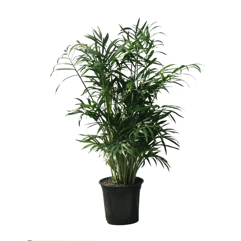 Neanthebelle Palm, Live Plant 4 in. Pot