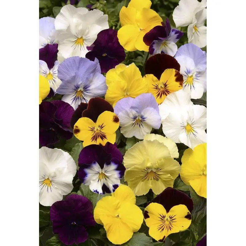 Pansy Cool Wave Mixed F1 Hybrid Seeds