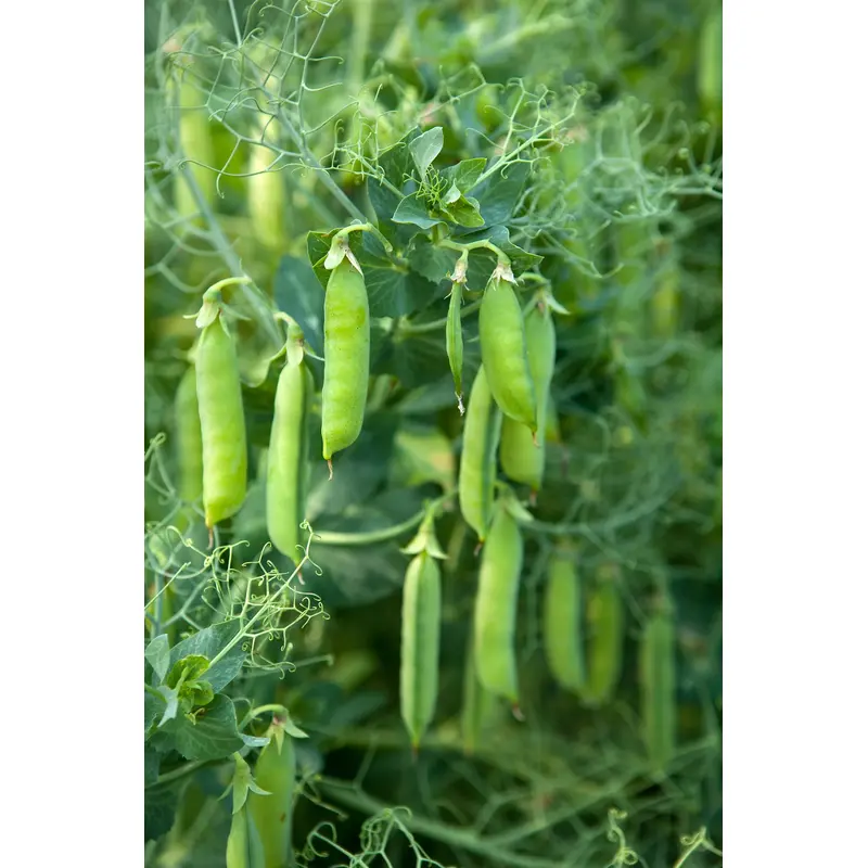 Pea Petit Pois Provencal Seeds