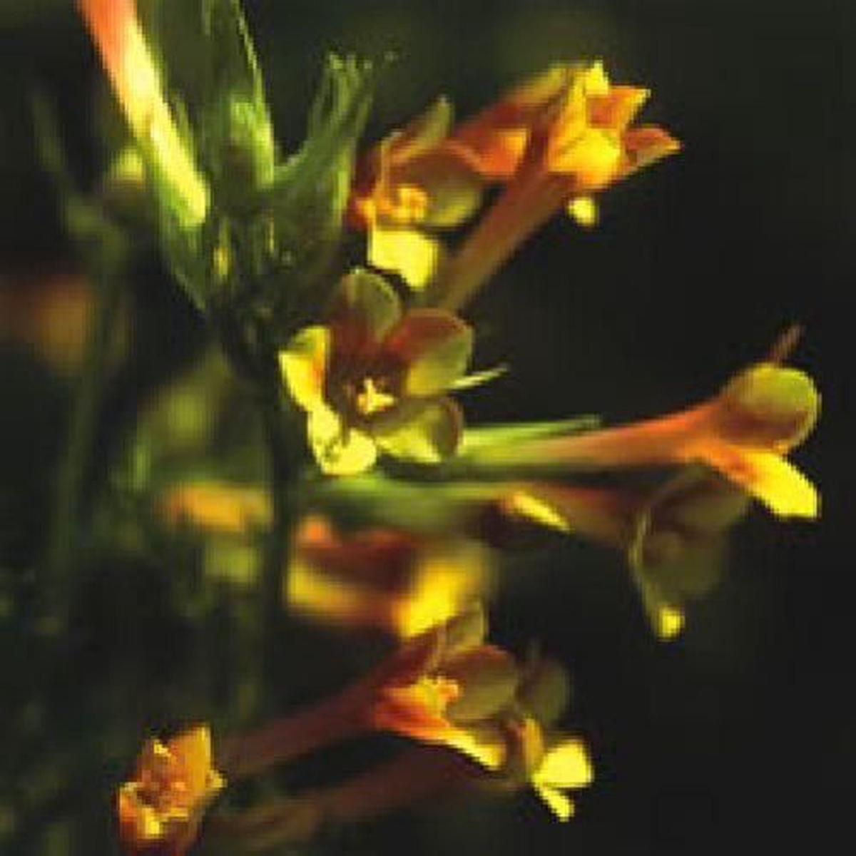 Polemonium pauciflorum Sulphur Trumpets Seeds