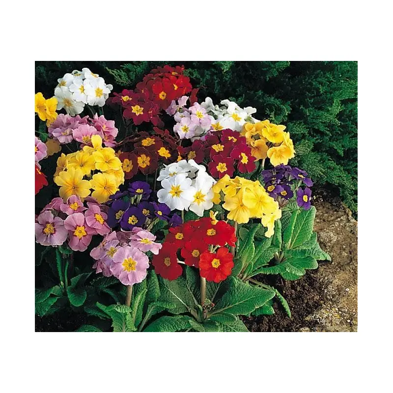 Polyanthus Crescendo Blended Mix Seeds