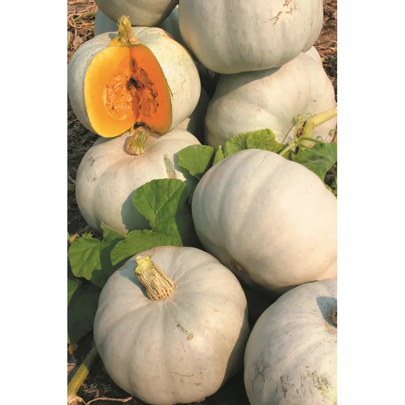 Pumpkin Grey Ghost F1 Seeds